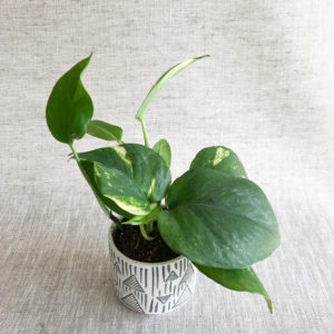 House Plant | Ceramic Pots